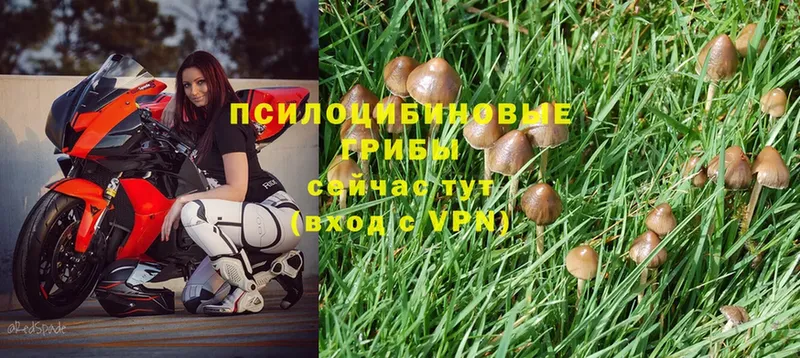 Псилоцибиновые грибы Psilocybe  Краснослободск 